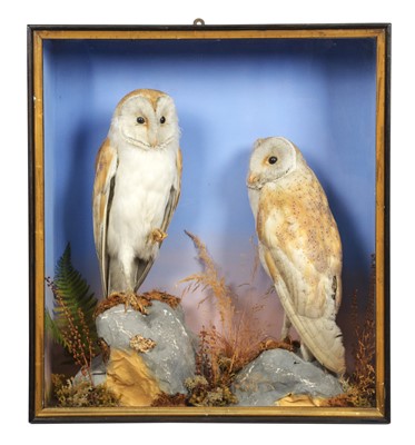 Lot 86 - Taxidermy: A Late Victorian Cased Pair of Barn...