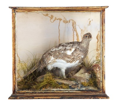 Lot 1164 - Taxidermy: A Cased Scottish Ptarmigan (Lagopus...