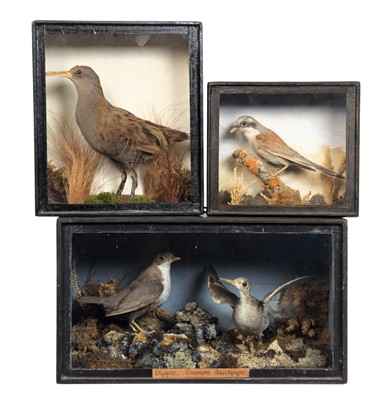 Lot 1161 - Taxidermy: Three Late Victorian Cases of...