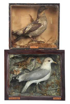 Lot 1159 - Taxidermy: A Late Victorian Cape Petrel,...