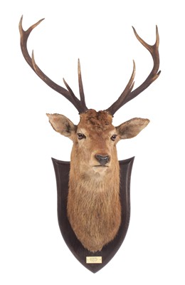 Lot 269 - Taxidermy: A Scottish Red Deer (Cervus elaphus...