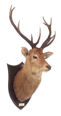 Lot 269 - Taxidermy: A Scottish Red Deer (Cervus elaphus...