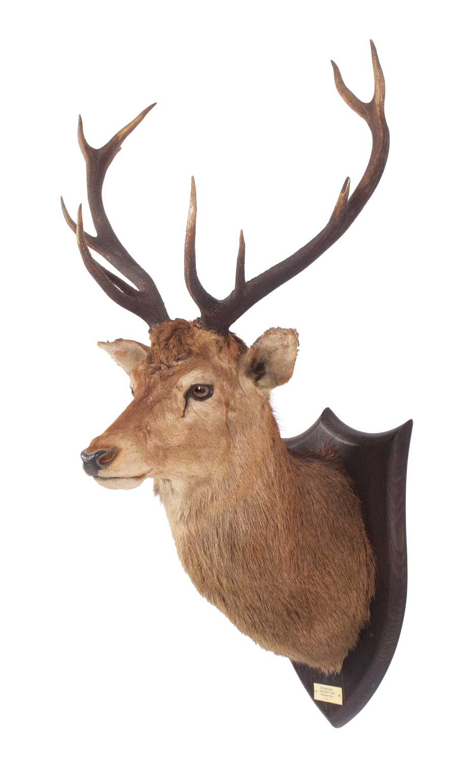 Lot 269 - Taxidermy: A Scottish Red Deer (Cervus elaphus...