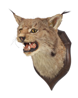 Lot 251 - Taxidermy: North American Lynx (Lynx...