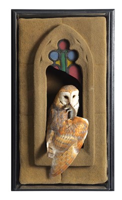 Lot 64 - Taxidermy: A Wall Cased Barn Owl (Tyto alba),...