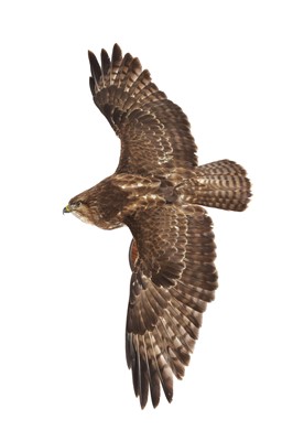 Lot 302 - Taxidermy: A Common Buzzard (Buteo buteo),...