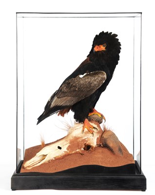 Lot 306 - Taxidermy: A Cased Bateleur Eagle (Terathopius...