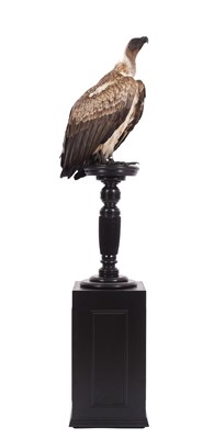 Lot 273 - Taxidermy: A White-Backed Vulture (Gyps...