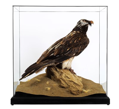 Lot 267 - Taxidermy: A Cased Bearded Vulture or...