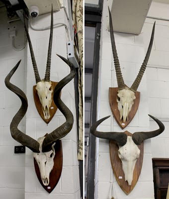 Lot 1156 - Antlers/Horns: A Group of African Game Trophy...