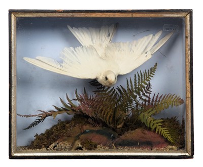 Lot 268 - Taxidermy: A Late Victorian Cased White Common...