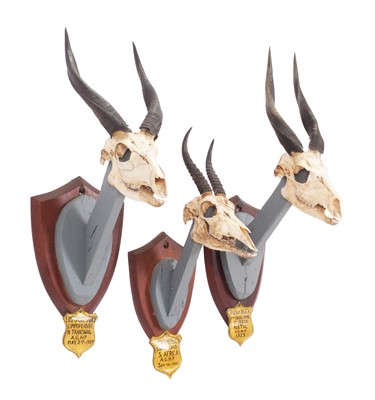 Lot 261 - Skulls/Horns: A Group of African Game Trophies,...