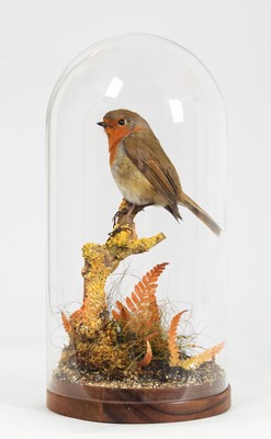 Lot 290 - Taxidermy: A European Robin (Erithacus...