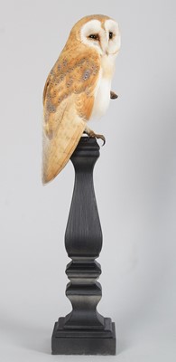 Lot 108 - Taxidermy: European Barn Owl (Tyto alba),...