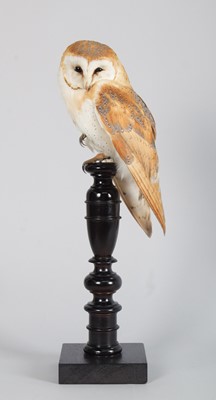 Lot 288 - Taxidermy: European Barn Owl (Tyto alba),...