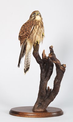 Lot 287 - Taxidermy: A Common Kestrel (Falco...