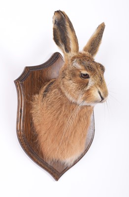 Lot 293 - Taxidermy: A European Brown Hare Head Mount...