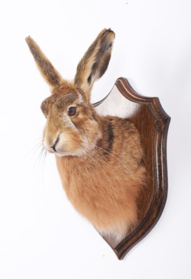 Lot 293 - Taxidermy: A European Brown Hare Head Mount...