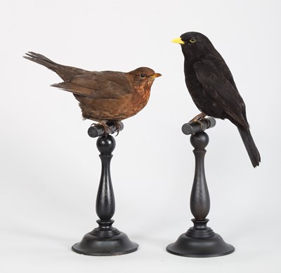 Lot 285 - Taxidermy: A Pair of Common Blackbirds (Turdus...