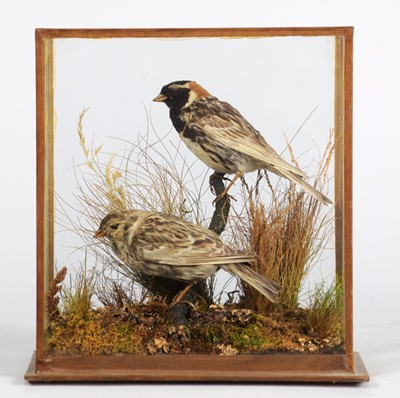 Lot 286 - Taxidermy: A Cased Pair of Lapland Buntings...