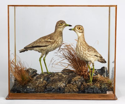 Lot 112 - Taxidermy: A Cased Pair of Stone Curlews...