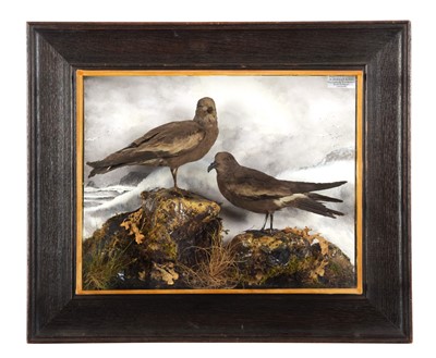 Lot 283 - Taxidermy: A Cased Pair Leach's Storm Petrels...