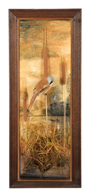 Lot 281 - Taxidermy: A Wall Cased Bearded Tit (Panurus...