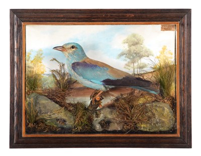 Lot 275 - Taxidermy: A Wall Cased European Roller...