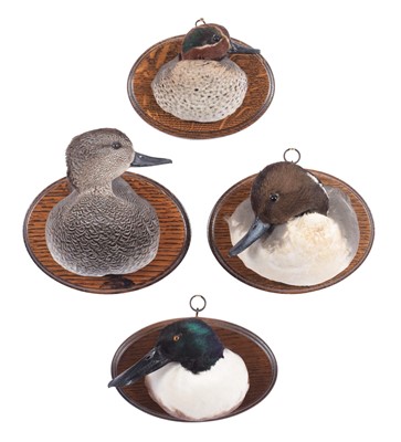 Lot 71 - Taxidermy: A Group of Duck Neck Mounts, modern,...