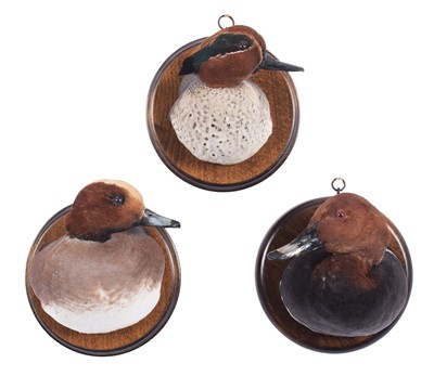 Lot 272 - Taxidermy: A Group of Duck Neck Mounts, modern,...