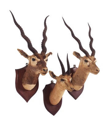 Lot 175 - Taxidermy: A Pair of Rajputan Blackbucks and a...