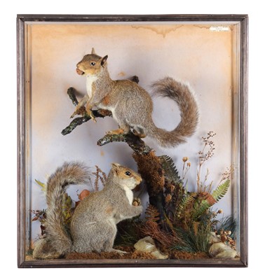 Lot 48 - Taxidermy: A Cased Pair of Grey Squirrels...