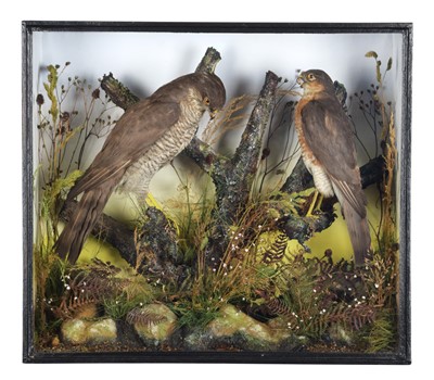 Lot 140 - Taxidermy: A Late Victorian Cased Pair of...