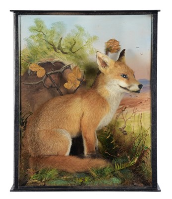 Lot 56 - Taxidermy: A Cased European Red Fox Cub...