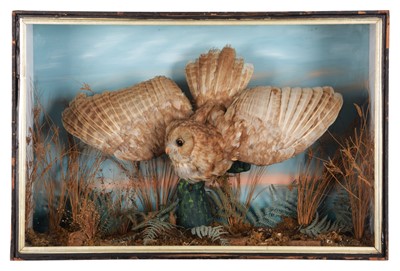 Lot 60 - Taxidermy: A Late Victorian Cased Tawny Owl...