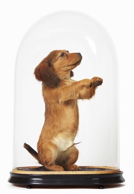 Lot 72 - Taxidermy: A Dachshund Under Dome (Canis...