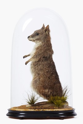 Lot 68 - Taxidermy: Parma Wallaby (Notamacropus parma),...