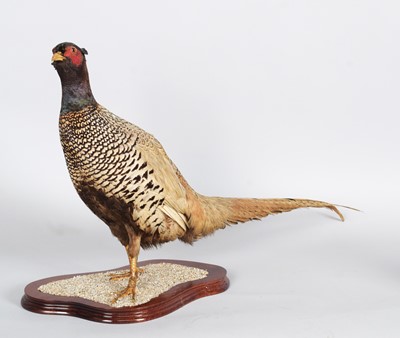 Lot 1170 - Taxidermy: A Common Ring-necked Pheasant...