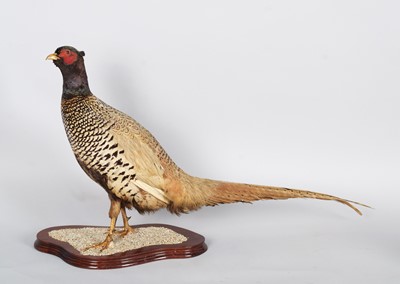 Lot 1170 - Taxidermy: A Common Ring-necked Pheasant...