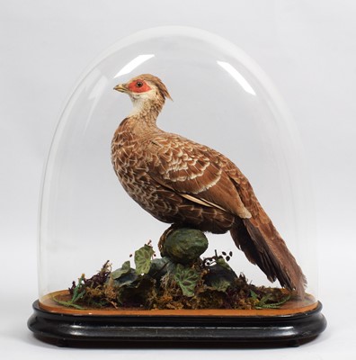 Lot 137 - Taxidermy: A Cheer or Wallich's Pheasant...