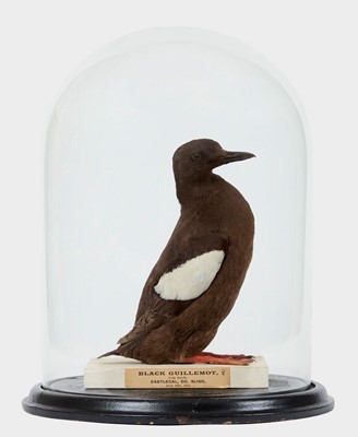 Lot 50 - Taxidermy: A Black Guillemot (Cepphus grylle),...