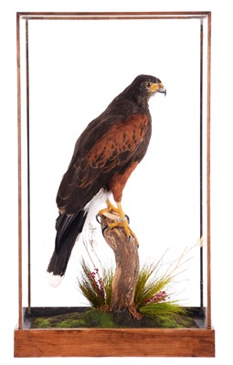 Lot 1094 - Taxidermy: A Cased Harris Hawk (Parabuteo...