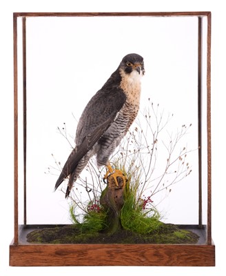 Lot 227 - Taxidermy: A Cased Peregrine Falcon (Falco...