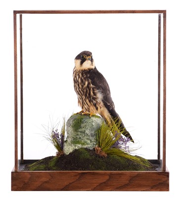 Lot 227 - Taxidermy: A Cased European Hobby (Falco...