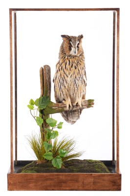 Lot 233 - Taxidermy: A Cased Long-eared Owl (Asio otus),...