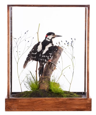 Lot 215 - Taxidermy: A Cased Great Spotted Woodpecker...