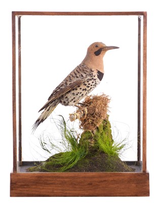 Lot 294 - Taxidermy: A Cased Northern Flicker (Colaptes...