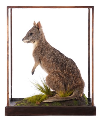 Lot 145 - Taxidermy: A Cased Parma Wallaby (Macropus...