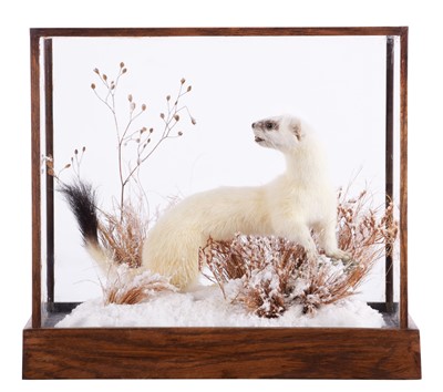 Lot 296 - Taxidermy: A Cased Ermine (Mustela erminea),...