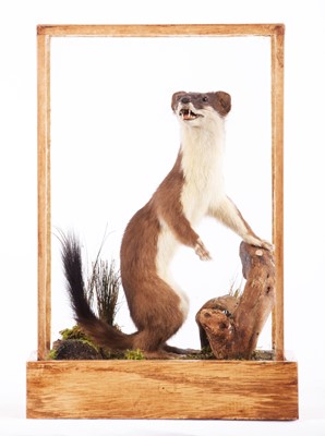 Lot 1144 - Taxidermy: A Cased European Stoat (Mustela...